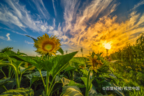 为什么向日葵的花总是朝着太阳