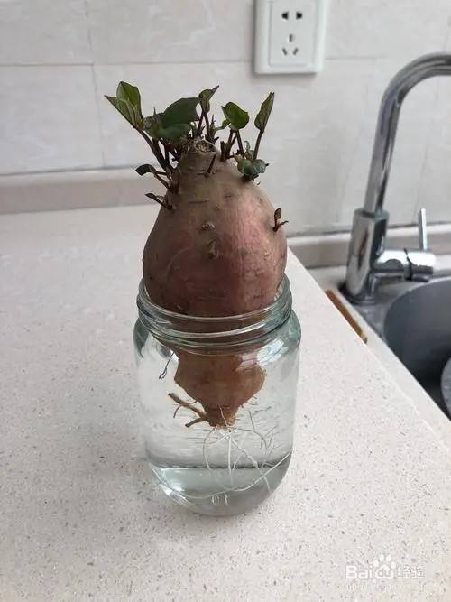 红薯盆栽水培方法