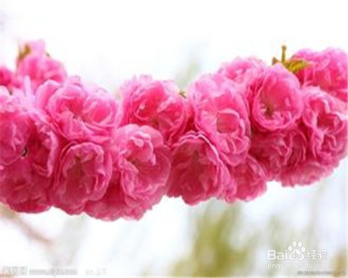 越南人喜欢桃花,认为桃花是吉祥之花,并视为国花.