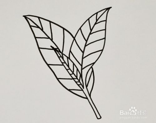 茶叶的简笔画教程