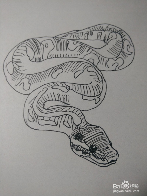 今天和大家分享一下画蟒蛇的绘画过程,希望大家喜欢.