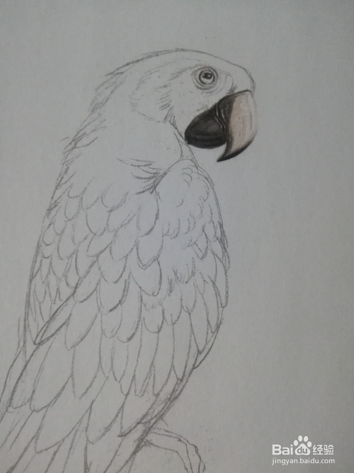 怎么画写实的彩铅金刚鹦鹉写生