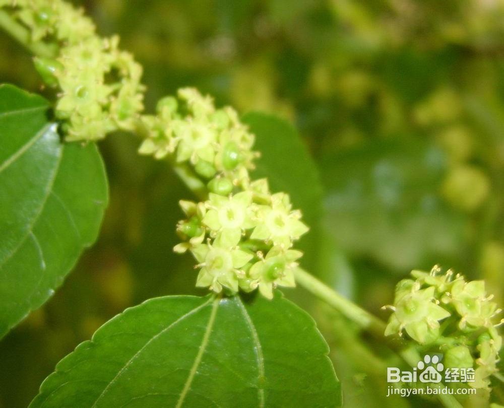 枣花蜜的作用与功效