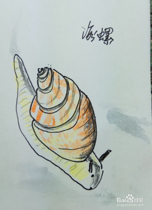 怎样画简笔画漂亮的海螺?