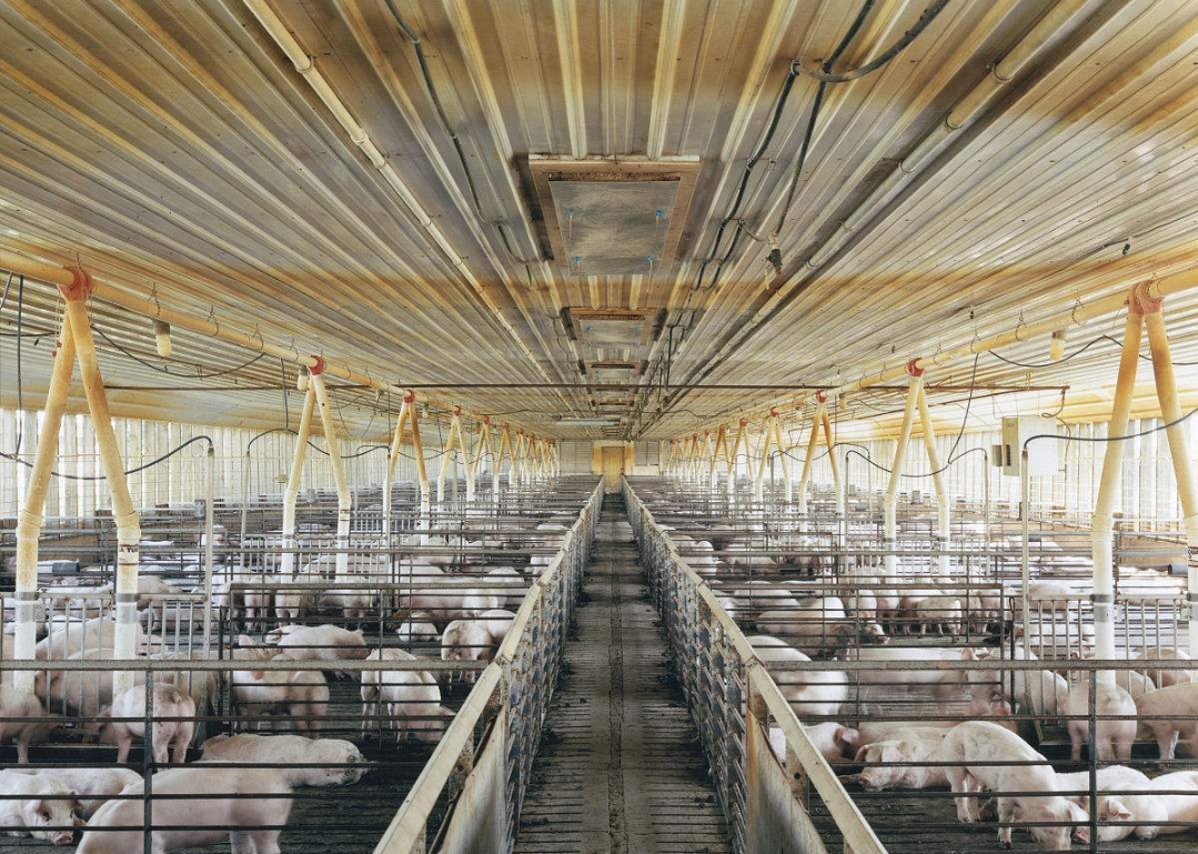 【图文视频】在饲料中添加养猪专用复合益生菌后，即使是简单的猪舍也能够高密度地养殖出漂亮的猪_现代生态养猪技术_生态养殖技术_高效生态养殖技术网