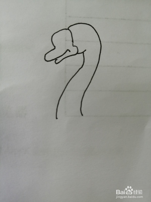 第二步,接着画出简笔画天鹅的长长的脖子,注意脖子弧线的画法.