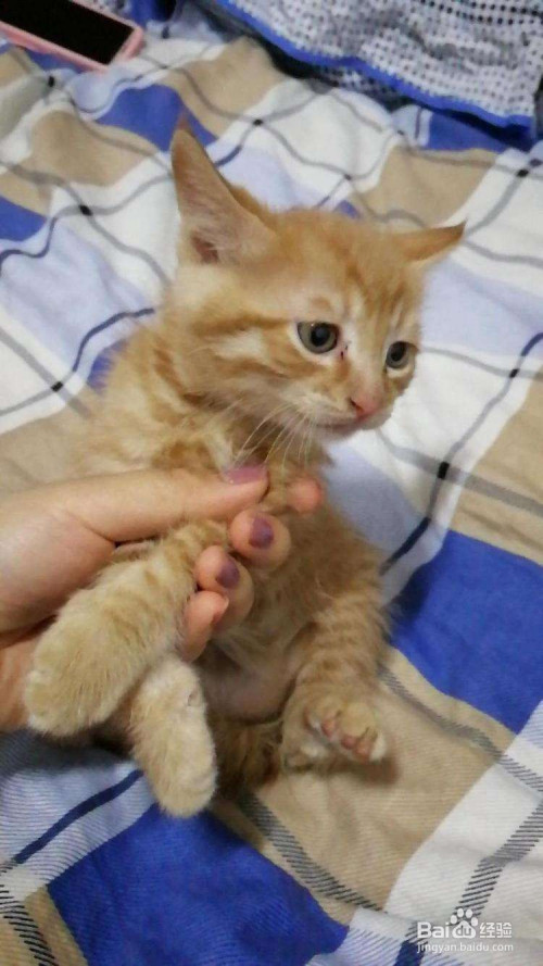 两个月小猫怎么喂养