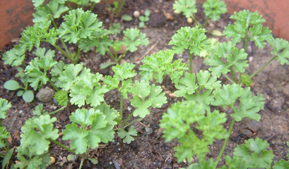 芹菜的种植方法