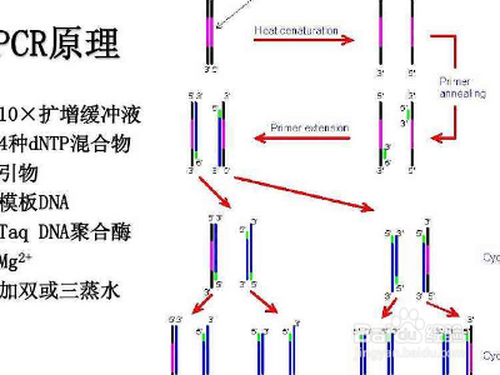 pcr扩增的原理和步骤?