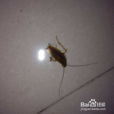 夏天消灭蟑螂小技巧