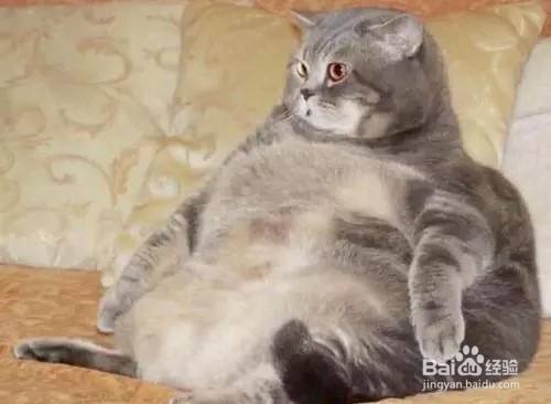 猫太胖了怎么办?