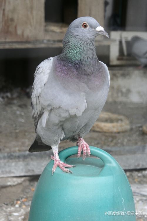 因为鸽子体内有一套自己的生物导航系统,它可以通过地磁判断方向