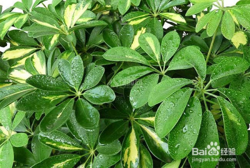 长叶子植物大全图解