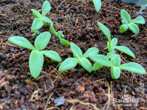 家庭种植冰菜(冰草)--播种实验