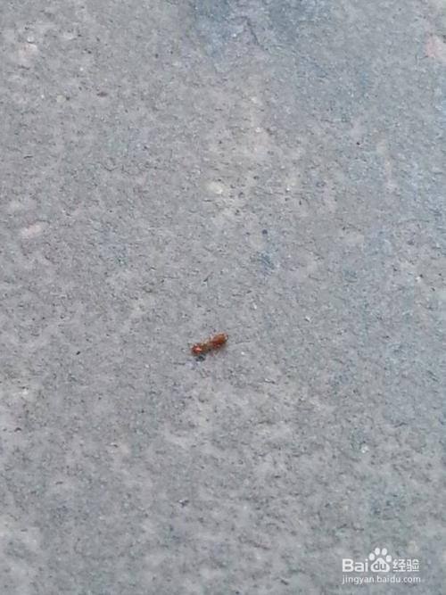 家里有小红蚂蚁的原因
