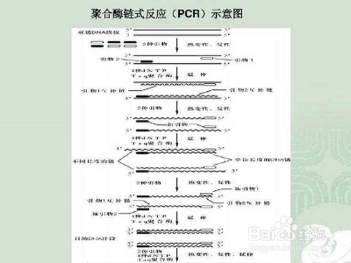 pcr扩增的原理和步骤?