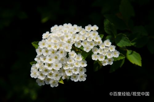 小手球花养护方法