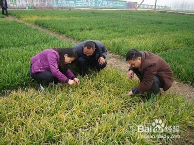 纹枯病_水稻纹枯病 病情指数 国家标准_水稻纹枯病烯效唑