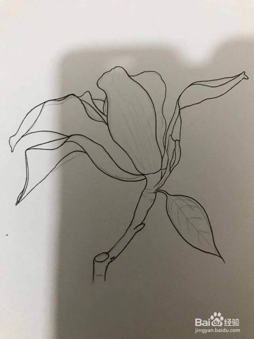 如何画一朵玉兰花
