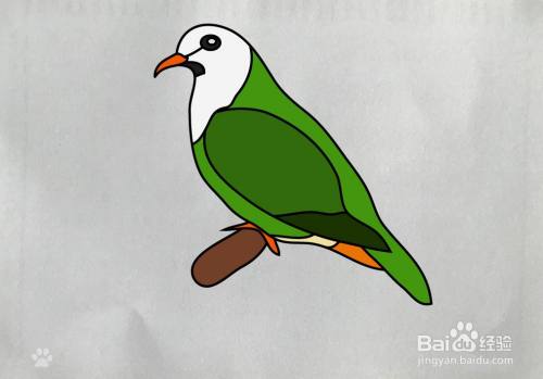 【简笔画】果鸠鸟的画法