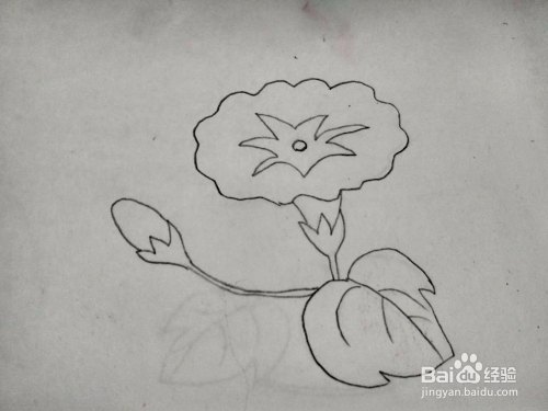 多妈简笔画植物牵牛花的画法