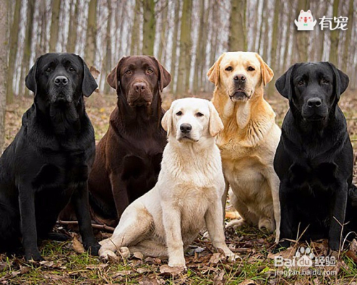 拉布拉多猎犬主要有四种颜色:黑色,黄色,米白色,巧克力色.