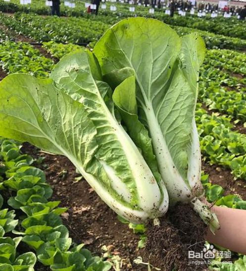 四季速生快菜种植方法