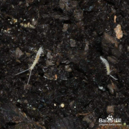 花土里像蜈蚣一样的东西一般是千足虫,也叫马陆.