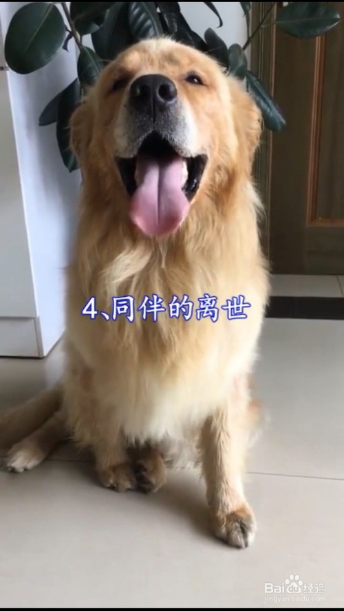 狗狗害怕的5件事