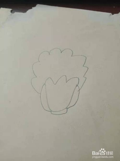 大白菜的创意简笔画