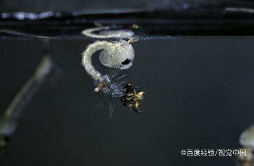 蚊子在孑孓过程中经过蜕皮,到停止获取食物,到活动减少,变化成为蛹