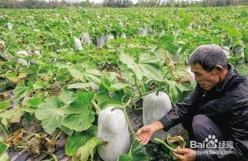 种冬瓜的方法和步骤