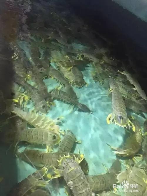 皮皮虾怎么养殖