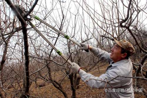 杏树怎样嫁接成活率高