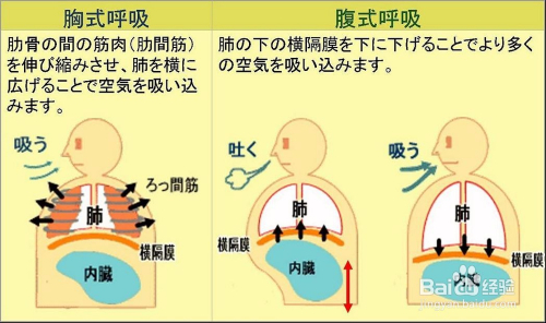 健康/养生 保健养生横膈膜呼吸法又称为腹式呼吸.