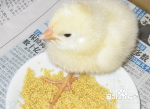 刚出生的小鸡怎么喂养?