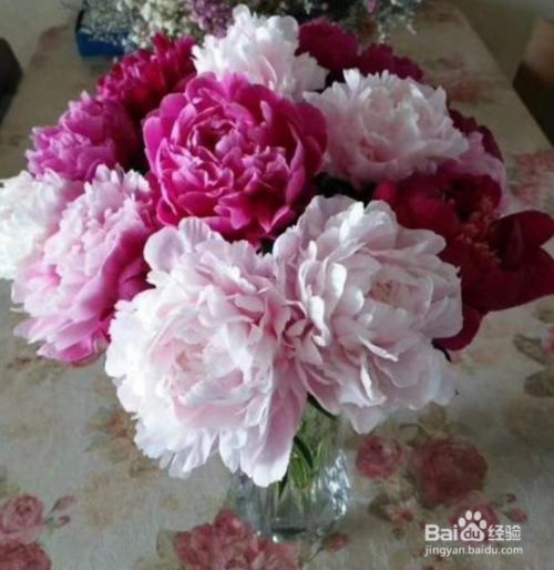 芍药花水养方法