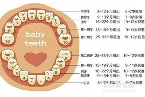 如何保证孩子的换牙期正常进行?