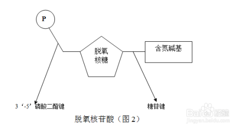 制作dna平面结构模型