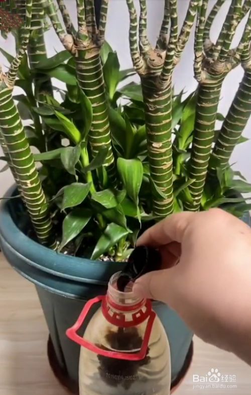 龙竹怎么养才能更旺盛