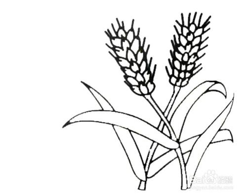 怎么画成熟小麦的简笔画
