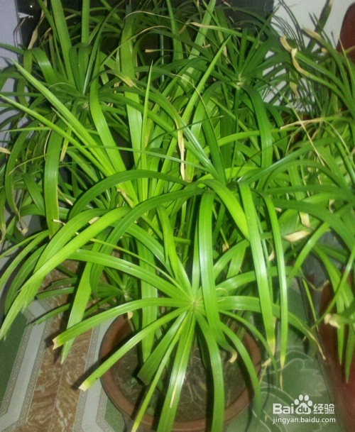 盆栽伞草伞竹,水竹,台湾竹的养护方法