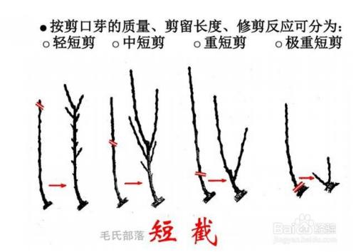 杨梅修剪时间和方法