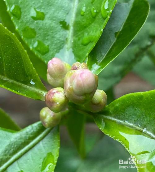 柠檬如何开花授粉结果