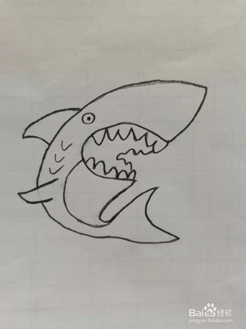 第五步,画上鲨鱼最重要的牙齿.