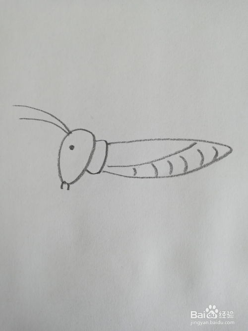 怎么画蟋蟀的简笔画