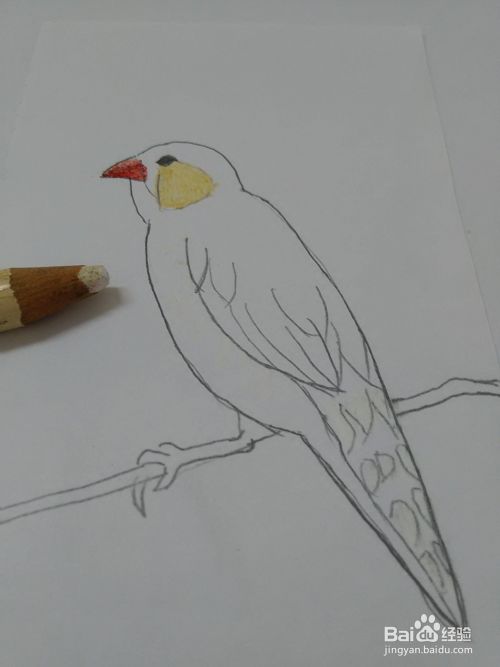 站在枝头的珍珠鸟怎么画