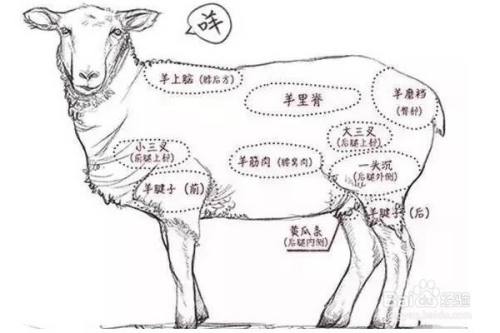羊肉各部位分割图解与吃法
