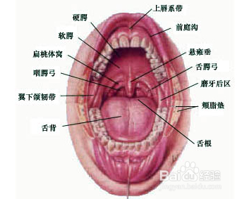 先了解口腔结构,用手指轻抵软鄂,尝试吸气怎样让软鄂上去.