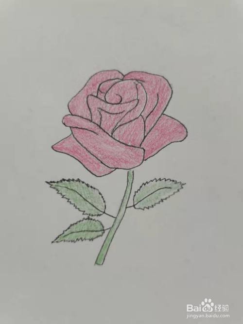 最后,涂上漂亮的颜色,玫瑰花简笔画,你学会了吗?